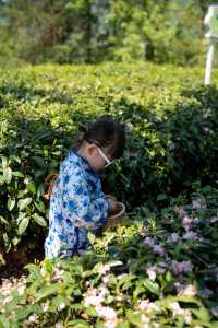 半畝茶園ㄧ體驗採茶生活