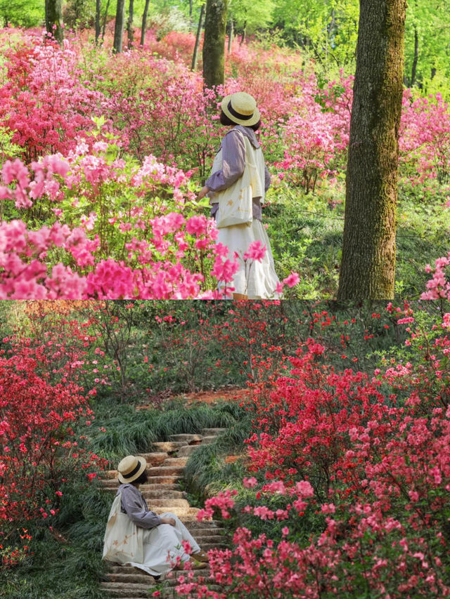 比起武漢，我更愛這個開滿映山紅的避世小鎮