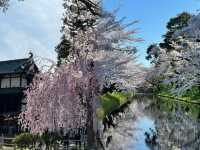 賞櫻天花板，看心形櫻花