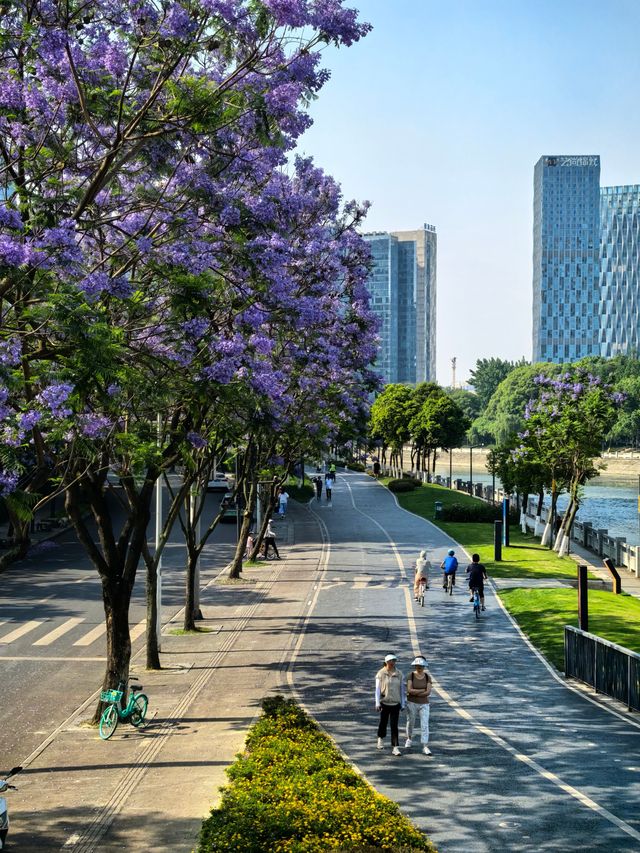 國華街上藍花楹