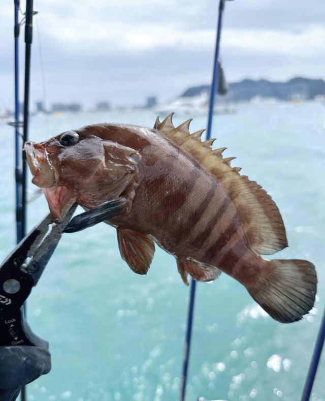 海釣樂趣與自然風情的美妙碰撞