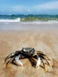 🏝️ Phu Quoc: Vietnam's Largest Island with a Twist 🇻🇳