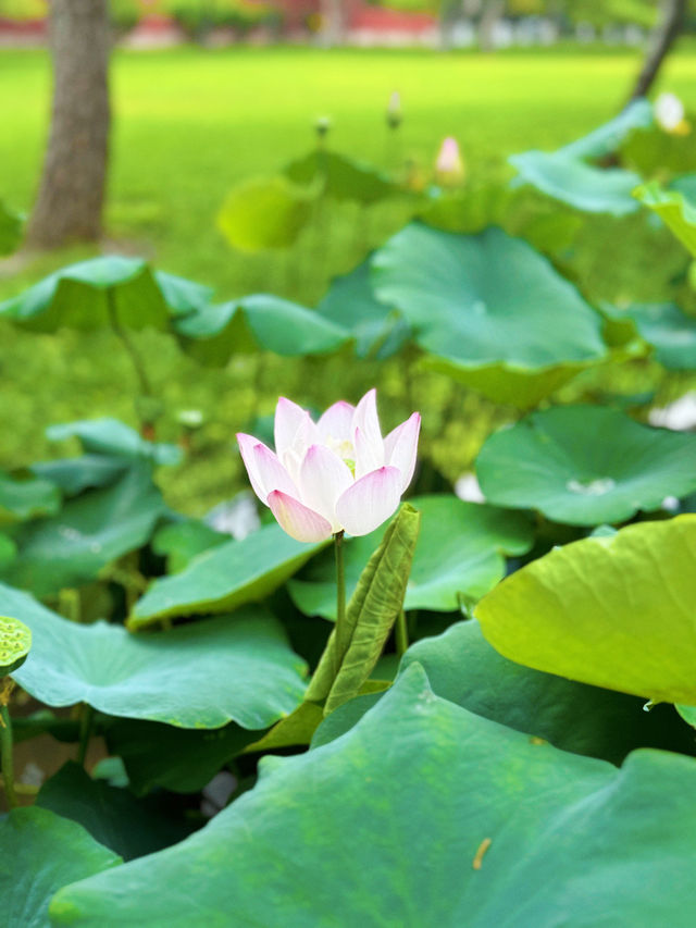 北京｜我與地壇，史鐵生筆下的寧靜去處