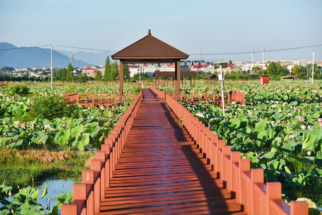 蓮花縣菏花博覽園