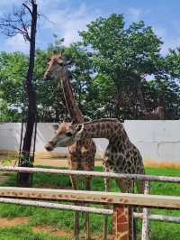 昆明圓通山動物園
