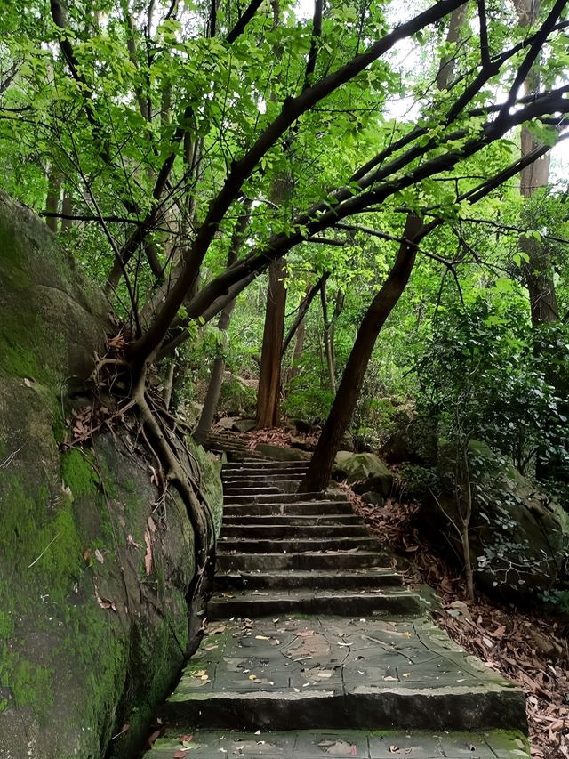 東莞|呢個森林公園好適合避暑溯溪,出相都好靚。