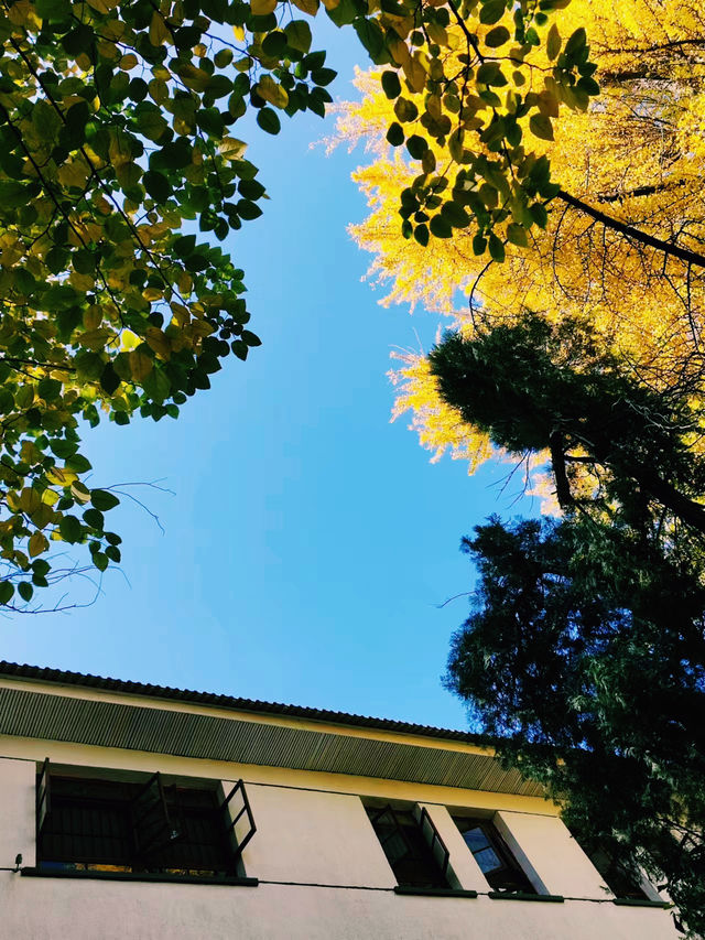 魅力哈瓦那｜加勒比海的璀璨明珠與復古風情。