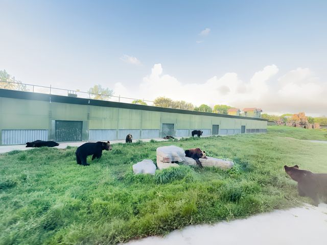 夜遊上海野生動物園