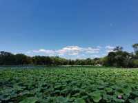 遊覽萬園之園——圓明園，皇家園林典範