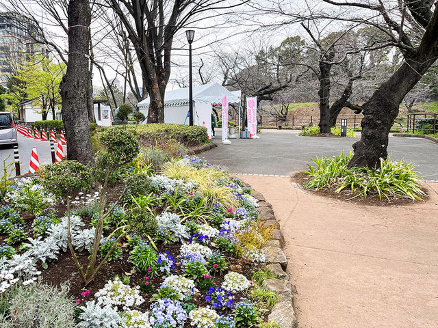 東京景點｜訪千鳥淵：賞櫻的遺憾