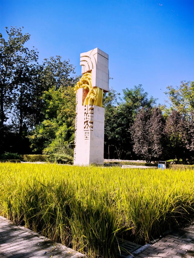 免費的北坞公園，拍攝水稻、交通攻略。