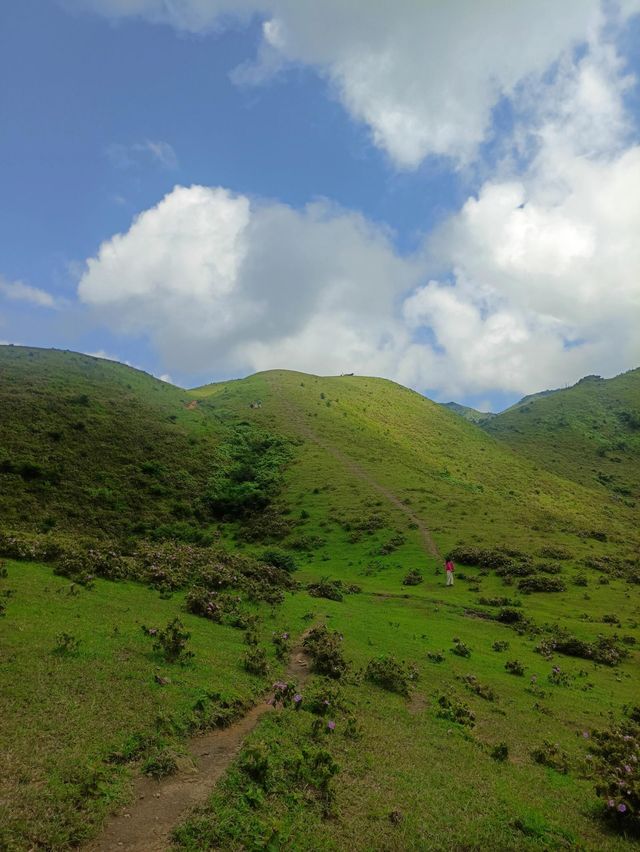 放棄武功山了，廣東這個高山大草甸太絕了。