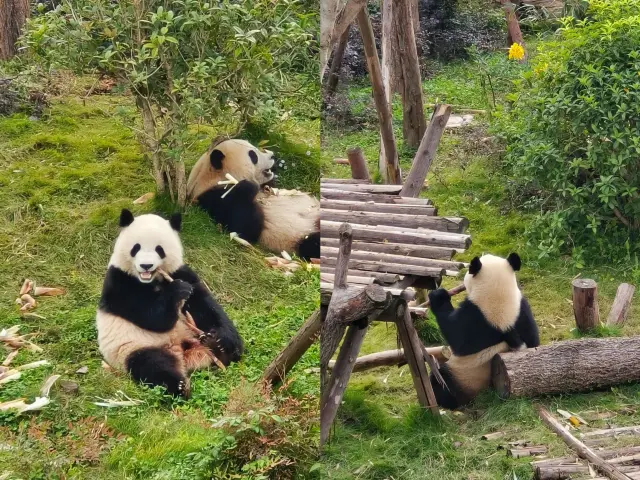 成都避坑熬夜整理成都看大熊貓最全攻略。