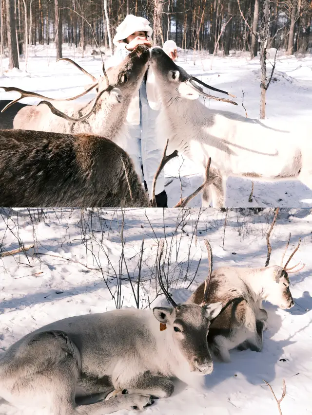漠河旅行｜雪國列車5天4晚，一路到中國最北極！。