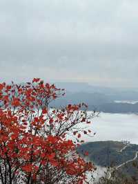 鎮安海棠山|雲海深處見海棠。