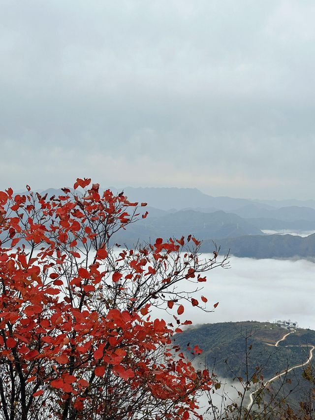 鎮安海棠山|雲海深處見海棠。