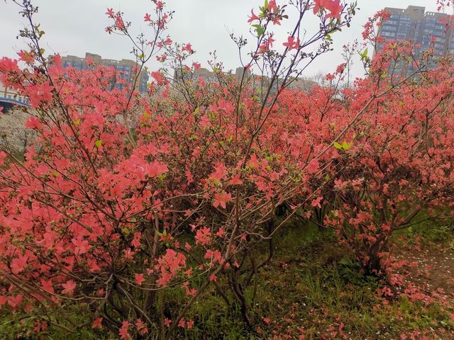 晚安家居櫻花園之旅。