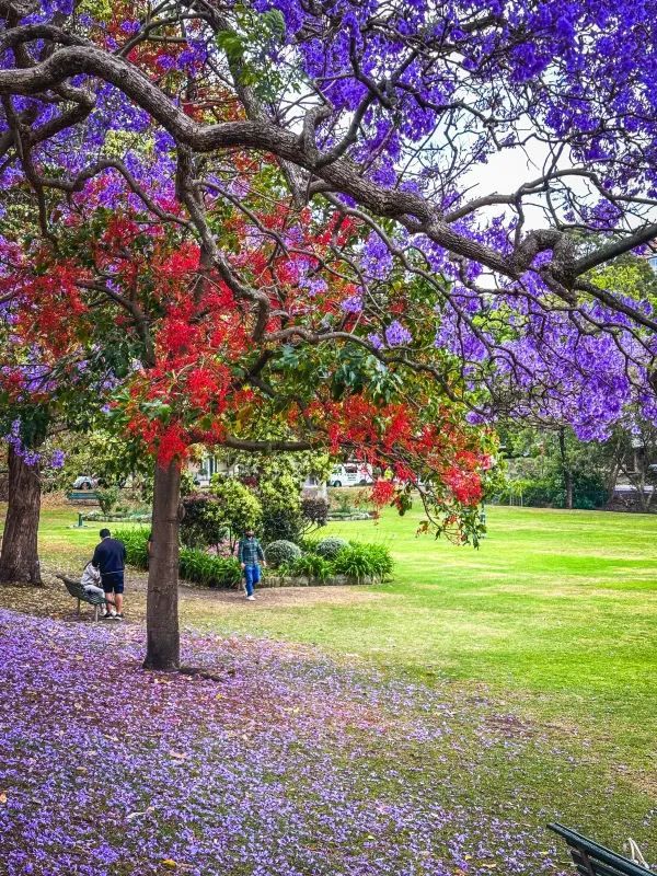 Catch the Last Jacaranda Bloom in Sydney this November | Kirribilli