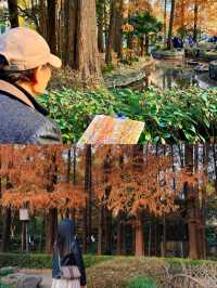 被嚴重低估的上海小眾賞楓地中山公園。