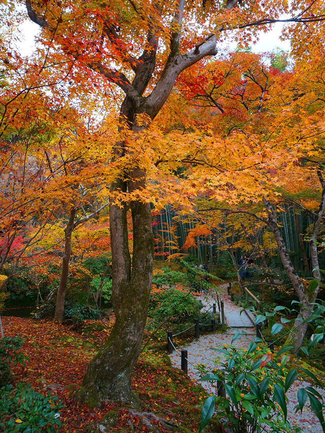 京都行程｜紅葉季慢遊｜洛北圓光寺與詩仙堂