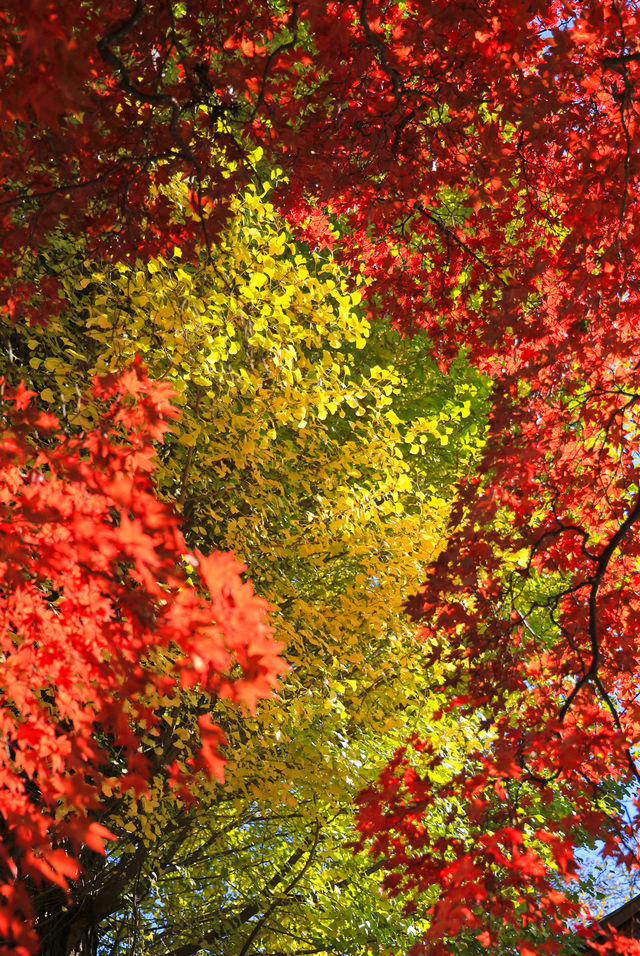 日本長野長圓寺 血紅的楓美極了。