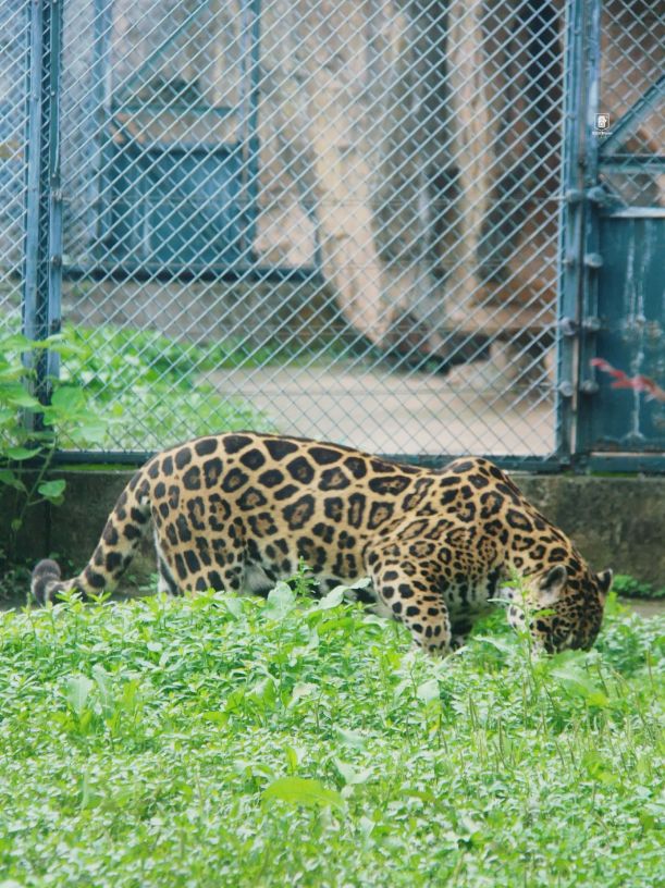 長沙生態動物園家庭遊貼心攻略。