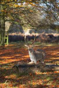 倫敦周邊遊 Bushy Park 有鹿精靈。