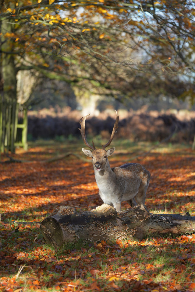 倫敦周邊遊 Bushy Park 有鹿精靈。