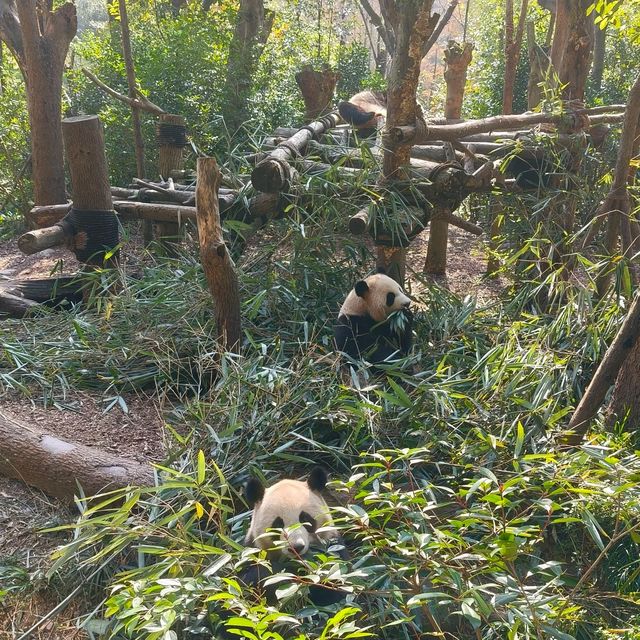 成都熊貓谷｜國寶家園的自然奇觀。