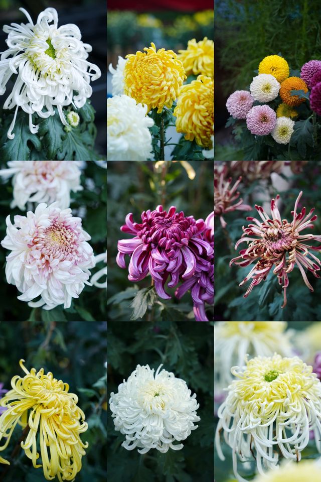 菊花展｜黃花崗公園｜廣州閒逛好去處。