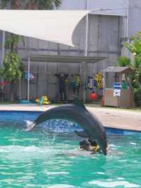 巴厘島海豚樂園，親子遊玩好去處