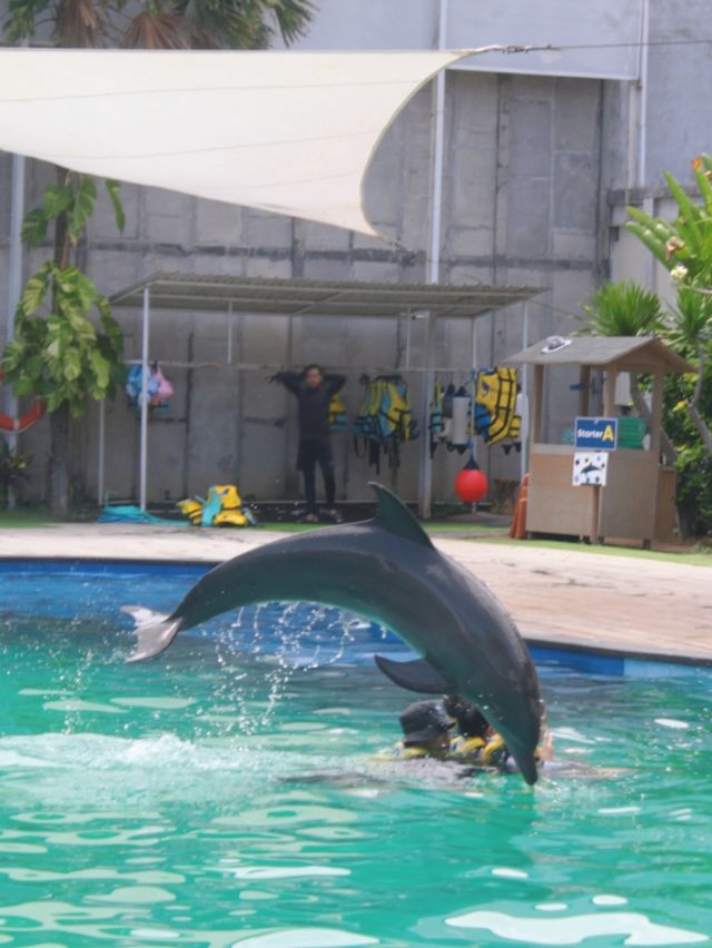 巴厘島海豚樂園，親子遊玩好去處