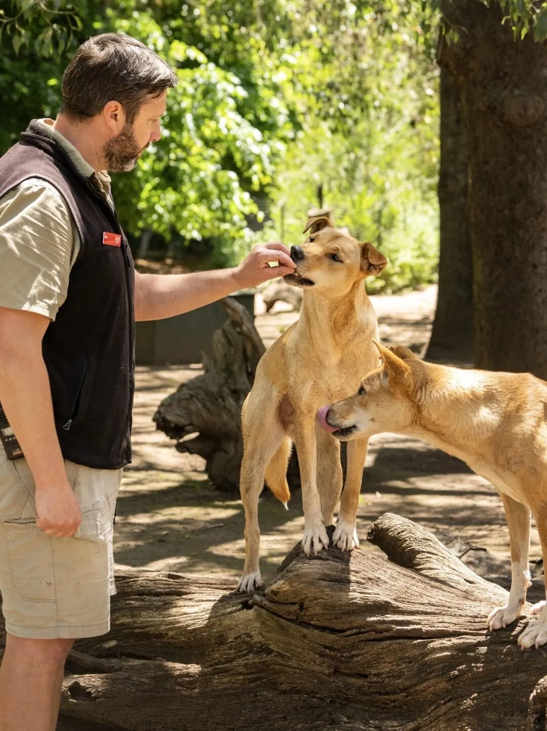 South Australia adventure and wild animals |||