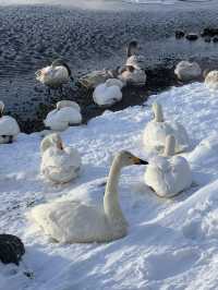 北海道雪景野泉|天鵝湖裡泡溫泉！！