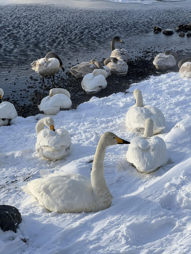 北海道雪景野泉|天鵝湖裡泡溫泉！！