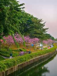後海中心河公園｜紫花風鈴木盛開的冬天