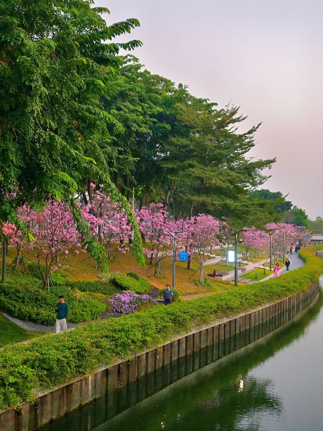 後海中心河公園｜紫花風鈴木盛開的冬天