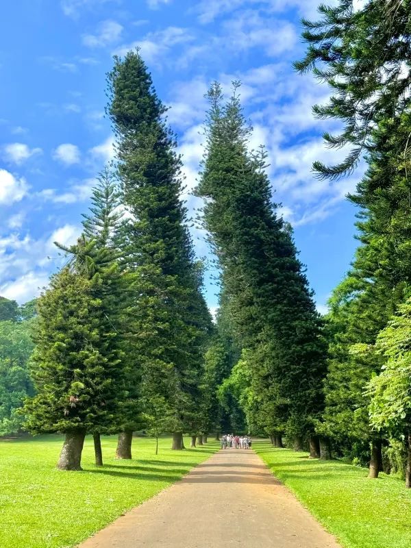 Explore the Royal Botanical Gardens in Kandy, Sri Lanka