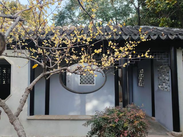 羨園裏，到處臘梅香