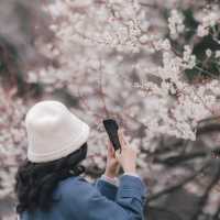 "水戶偕樂園：徜徉在千年梅花的詩意夢境中" 