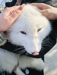 春節假期一定要來打卡的西霞口神雕山野生動物園