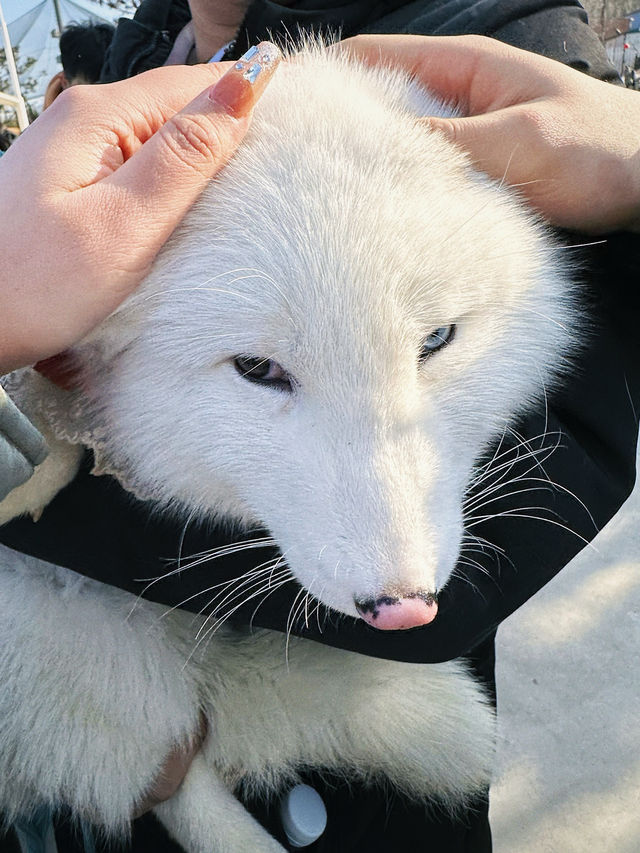 春節假期一定要來打卡的西霞口神雕山野生動物園