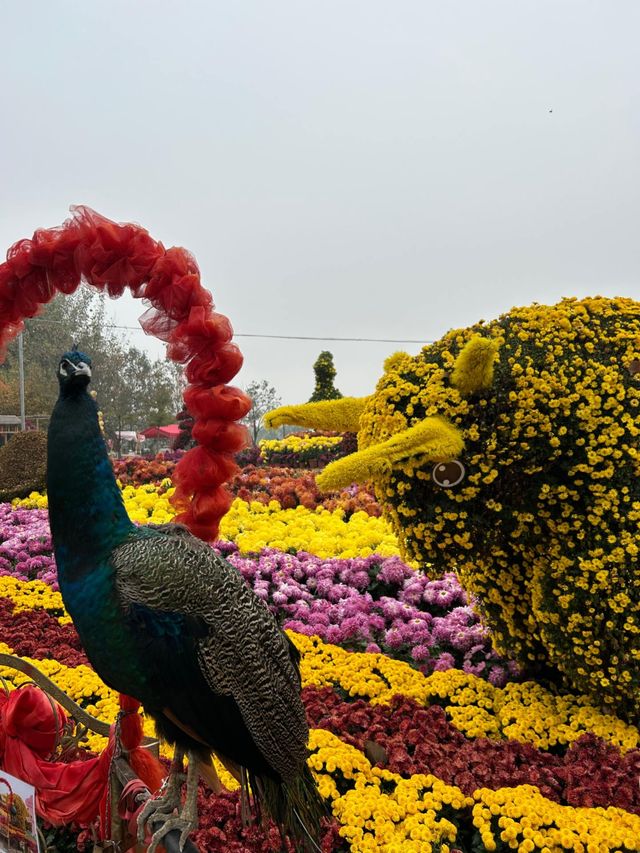 天邊花海