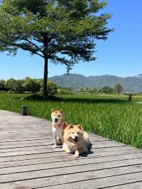 三禾稻里攻略