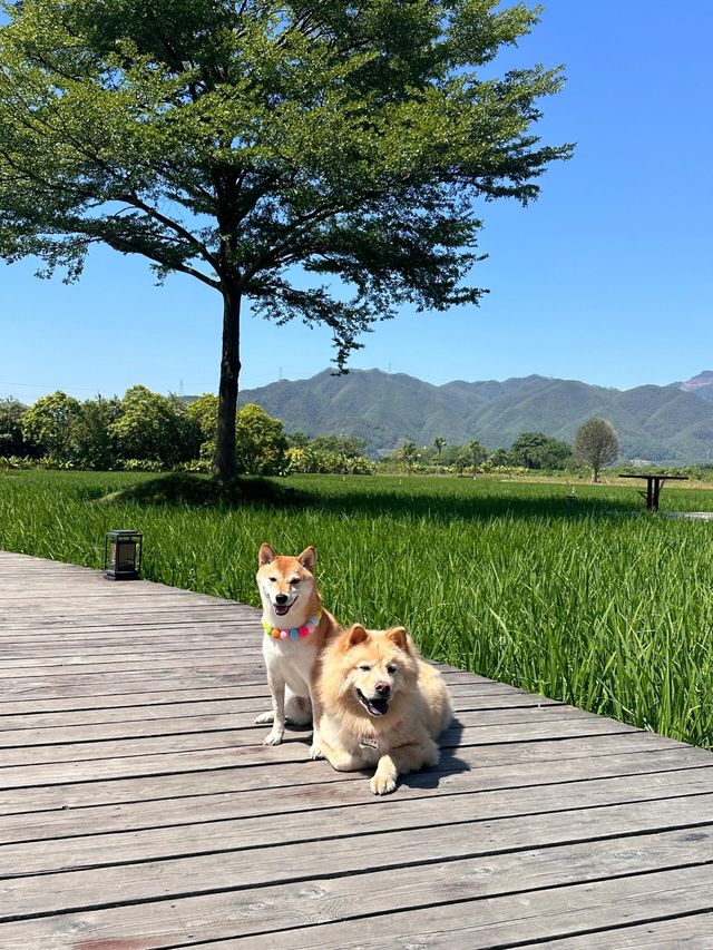 三禾稻里攻略