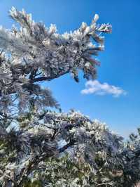 嶗山巨峰霧凇|青島冬日限定仙境