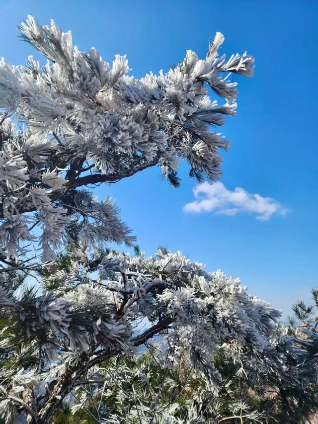 嶗山巨峰霧凇|青島冬日限定仙境 嶗山巨峰霧凇|青島冬日限定仙境