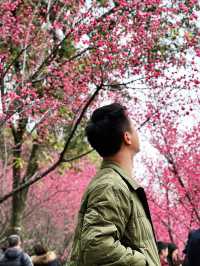 抓緊時間望江樓公園的杏梅美到心動