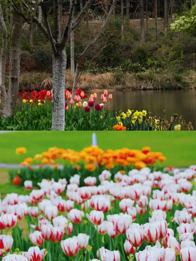 Nanchang Spring Flower Viewing Guide! Check out the blooming map