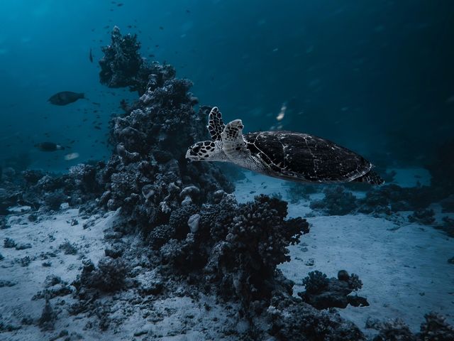 關島潛水的N種可能
